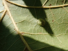 Taphrina caerulescens