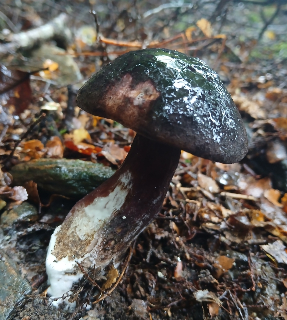 Tylopilus formosus · April 2025 · photo: © claire_grace83 (iNaturalist, cc-by)