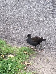 Gallinula chloropus
