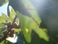 Taphrina caerulescens