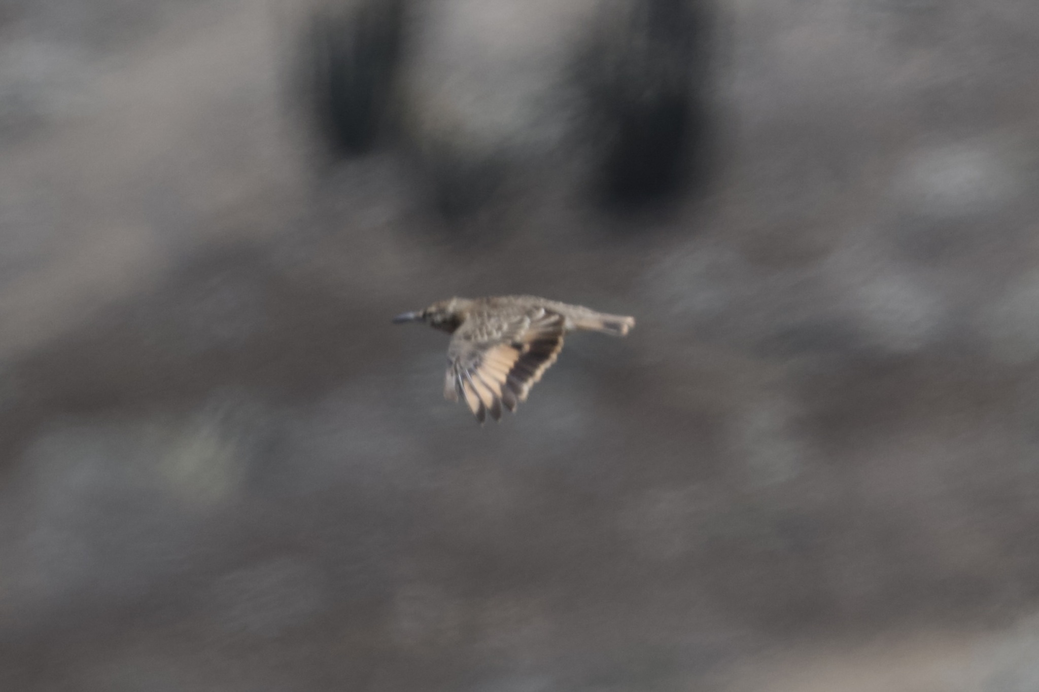 Thick-billed Miner (Geositta crassirostris), photo 8