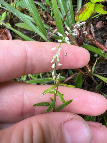 Polygala paniculata observed 2025-04-18