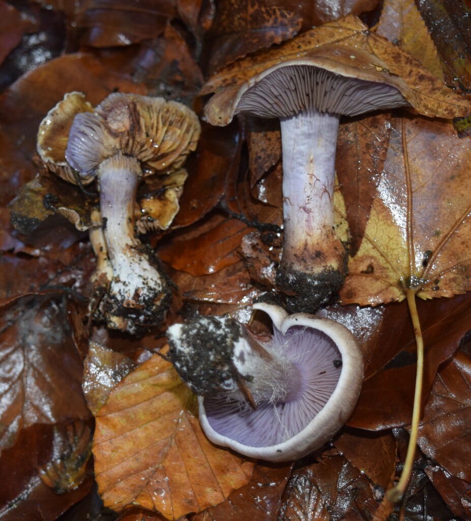 Thaxterogaster collocandoides