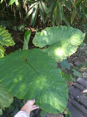 Alocasia sarawakensis