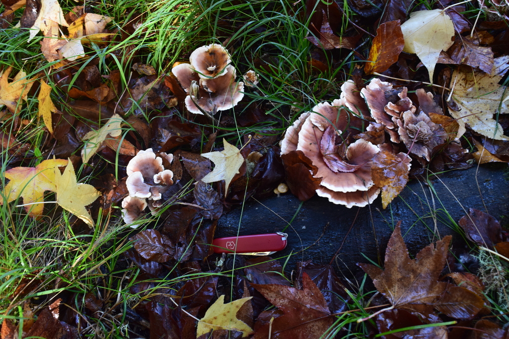 Abortiporus biennis · April 2025 · photo: © davidwhyte (iNaturalist, cc-by-sa)