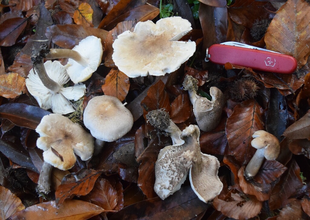 Tricholoma scalpturatum · April 2025 · photo: © davidwhyte (iNaturalist, cc-by-sa)