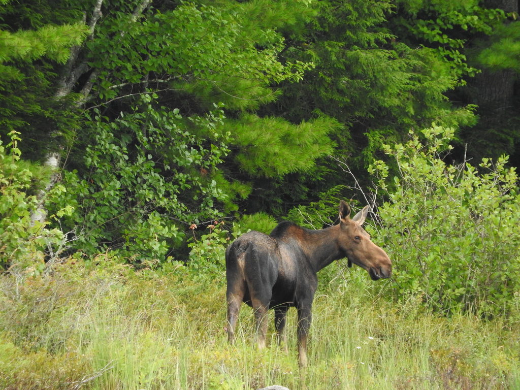 Moose from Washington County, ME, USA on August 16, 2019 at 12:59 PM by ...