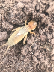 Neocurtilla