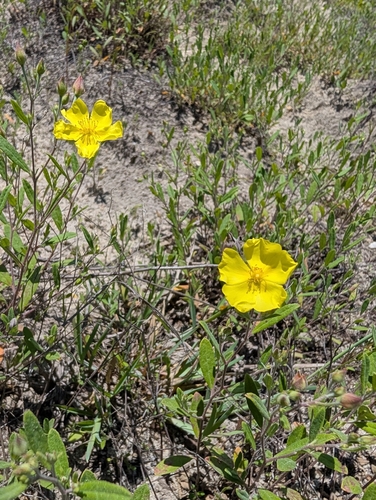 Crocanthemum georgianum, photograph 3