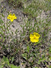 Crocanthemum georgianum, photograph Scott Allen Davis, CC BY, iNaturalist via GBIF