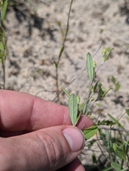 Crocanthemum georgianum, photograph Scott Allen Davis, CC BY, iNaturalist via GBIF