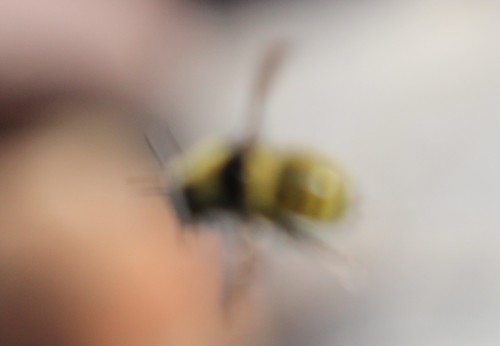 Photo of Northern Amber Bumble Bee (Bombus borealis)