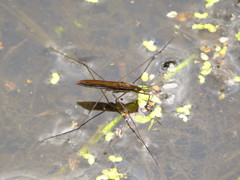 Limnoporus notabilis