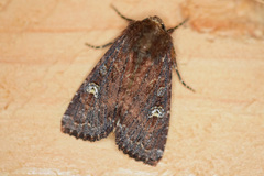 Apamea cogitata