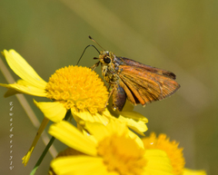 Hesperia meskei straton