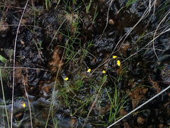 Utricularia pusilla