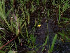 Utricularia pusilla