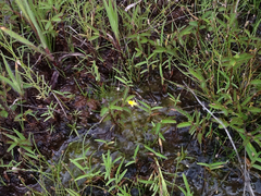Utricularia pusilla
