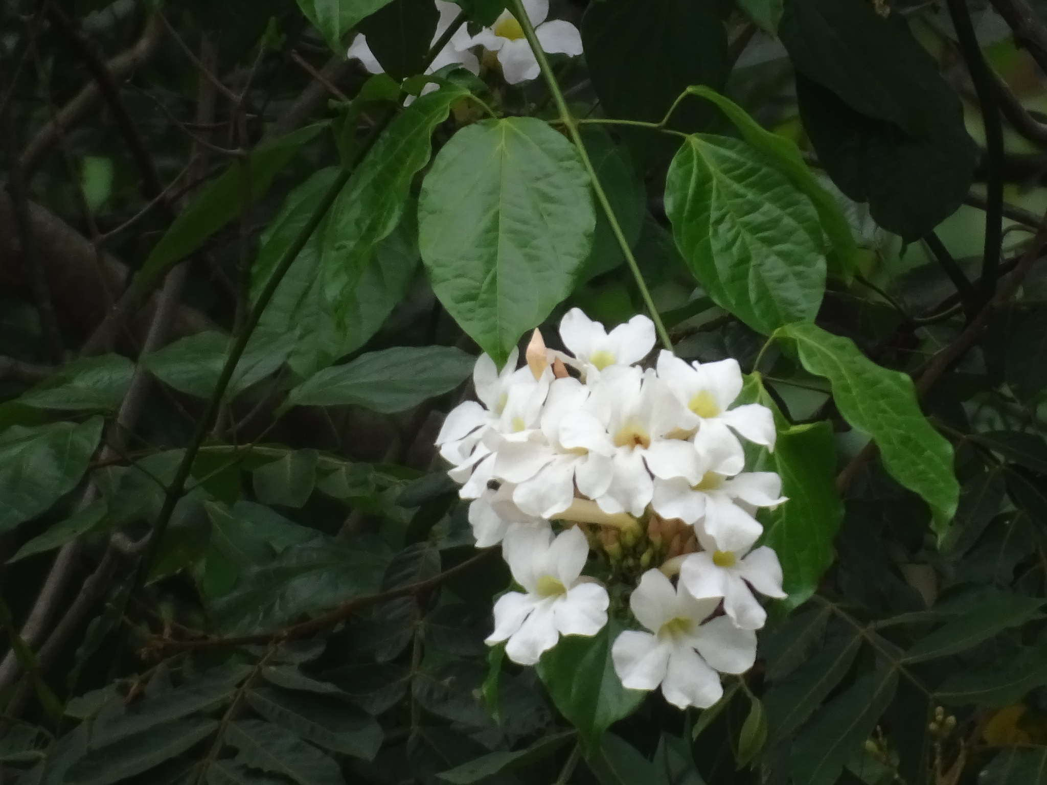Imagem de Trombeta-chinesa
