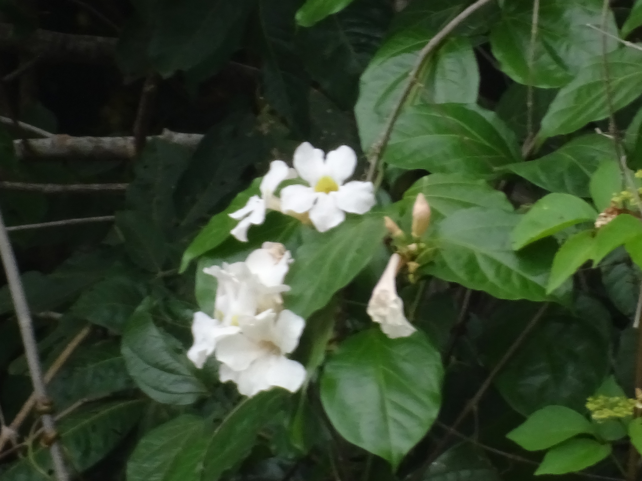 Imagem de Trombeta-chinesa