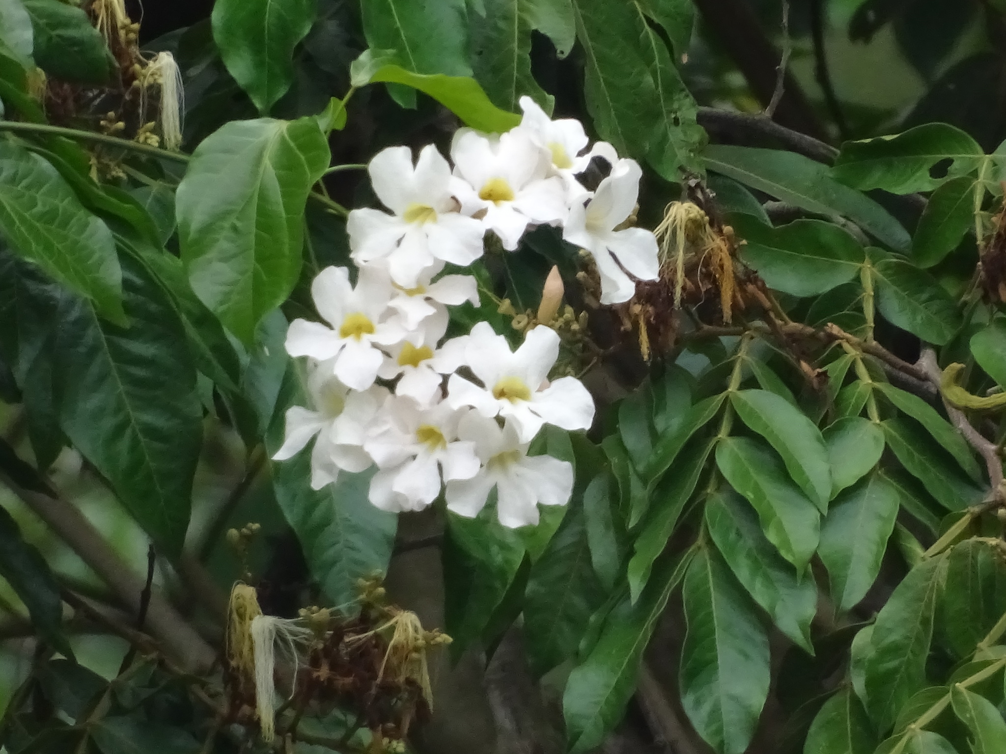 Imagem de Trombeta-chinesa