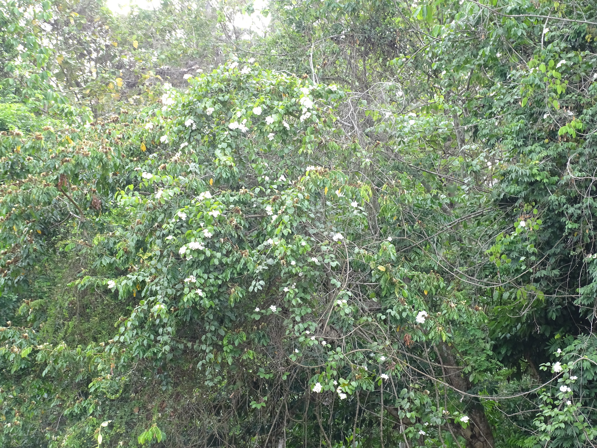 Imagem de Trombeta-chinesa