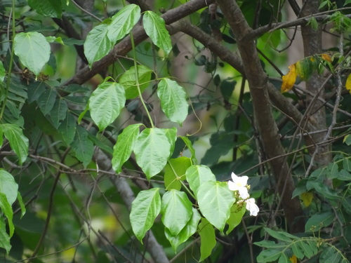 Image of Bignonia Aequinoctialis (Bignonia aequinoctialis) by (c) Alexis López Hernández, some rights reserved (CC BY)