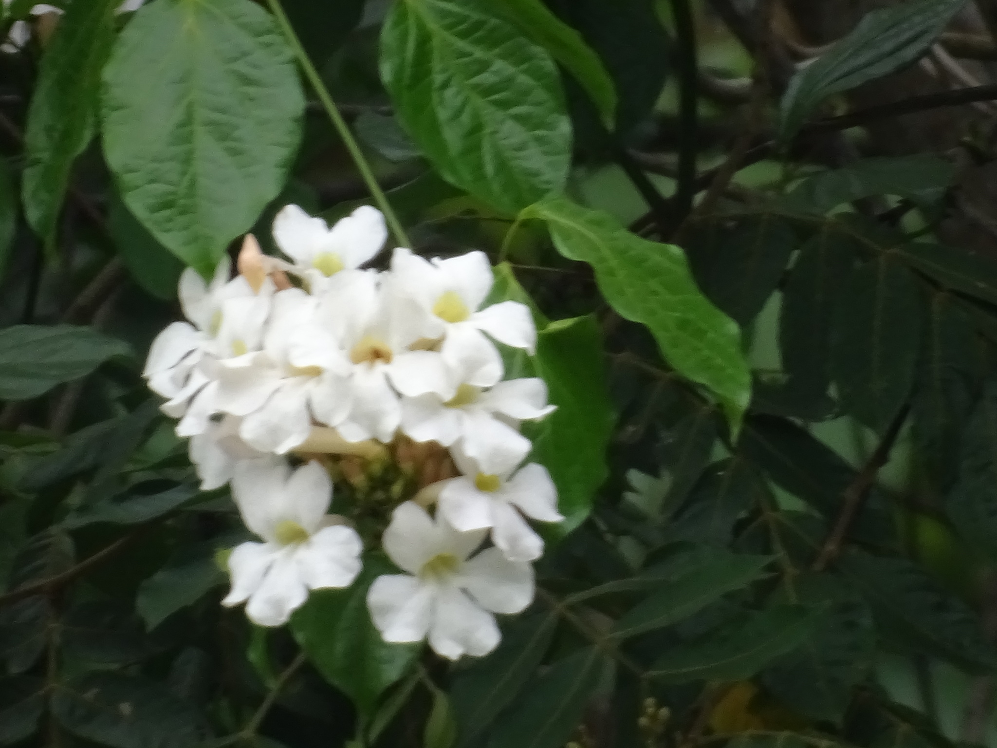 Imagem de Trombeta-chinesa