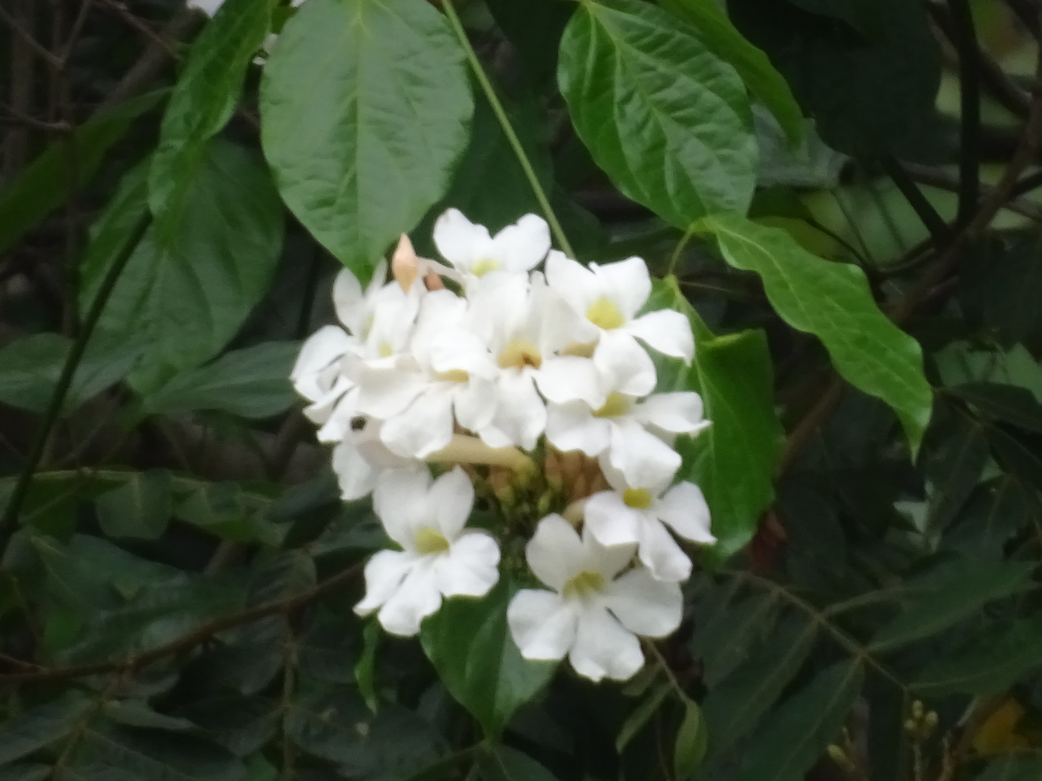 Imagem de Trombeta-chinesa