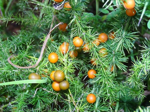 Asparagus flagellaris image