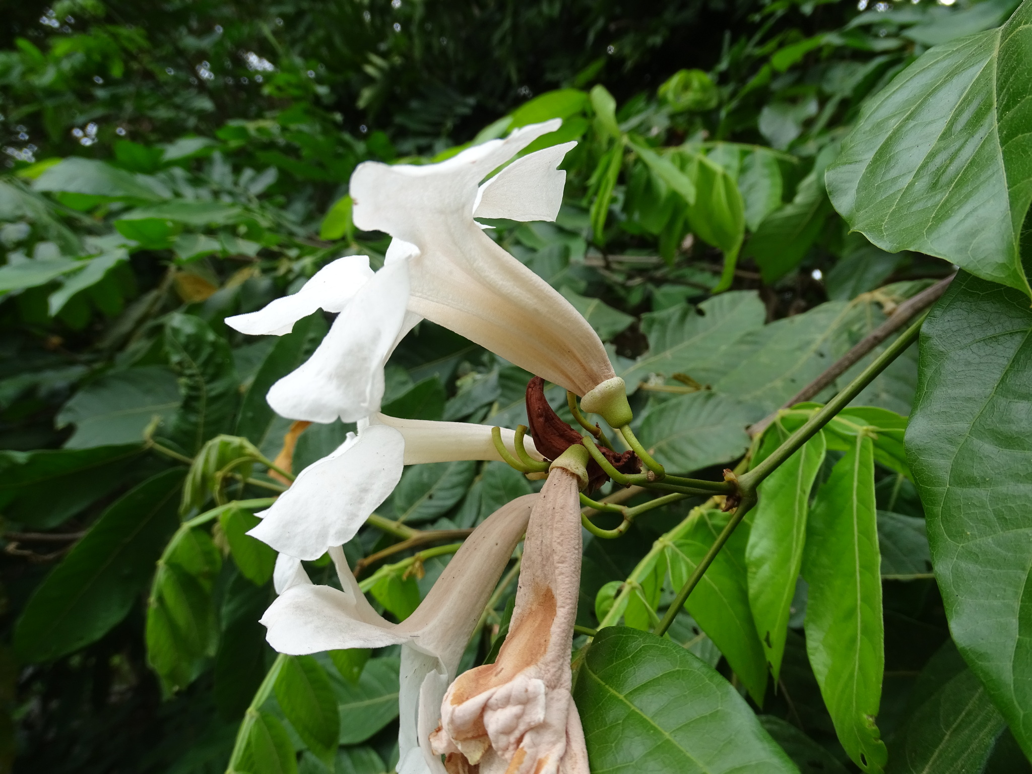 Imagem de Trombeta-chinesa