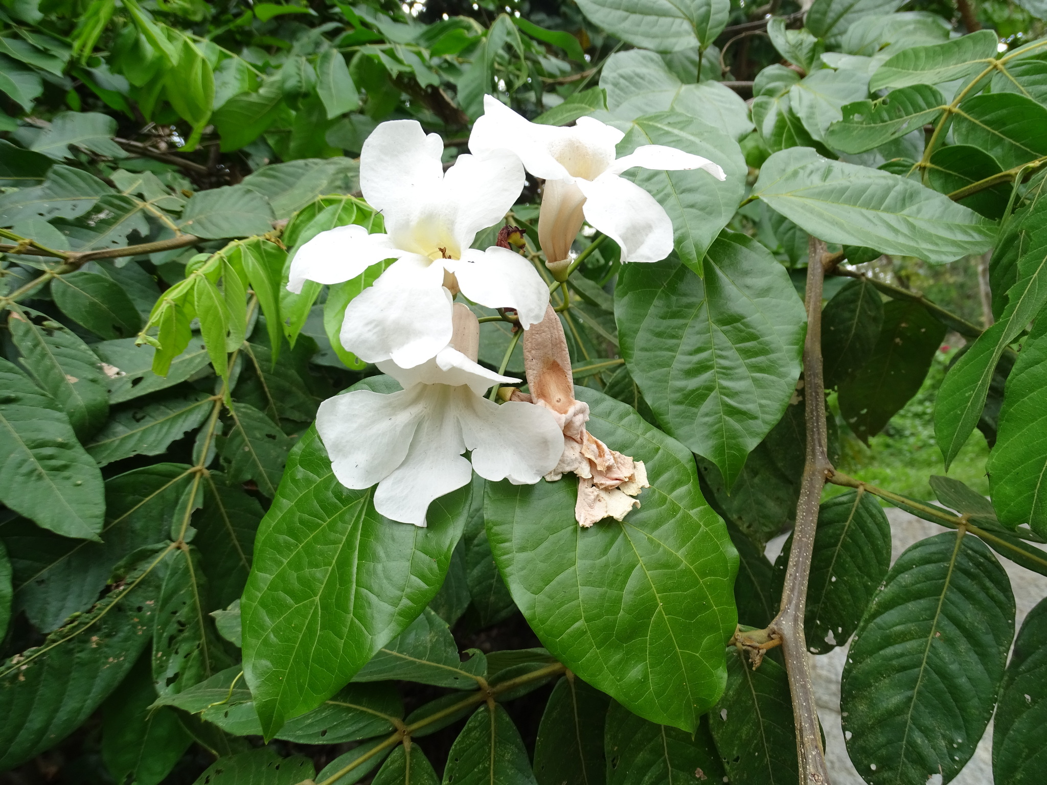 Imagem de Trombeta-chinesa