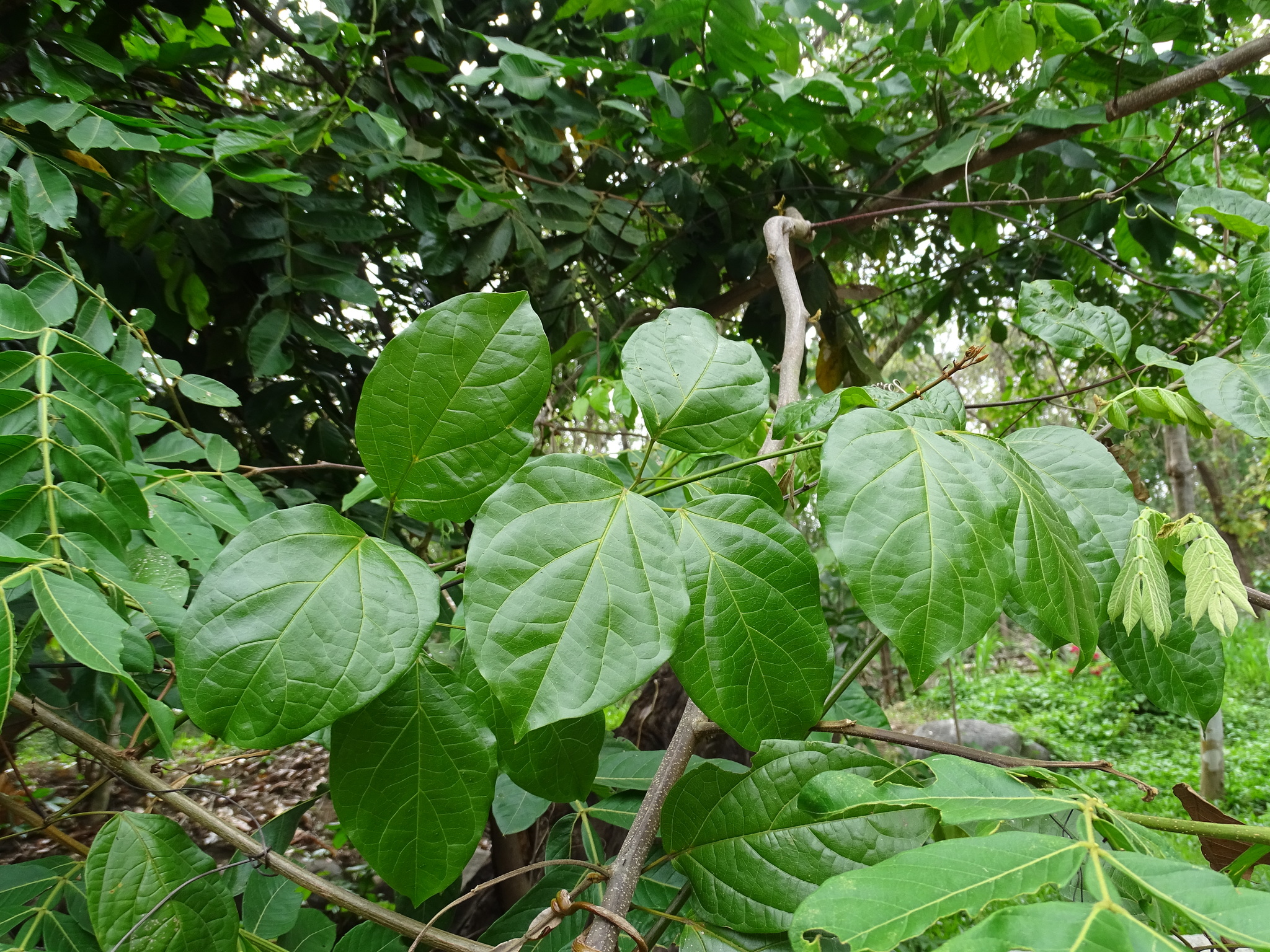 Imagem de Trombeta-chinesa