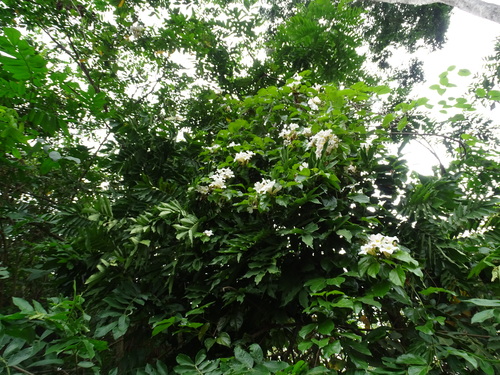 Image of Bignonia aequinoctialis by (c) Alexis López Hernández, some rights reserved (CC BY)
