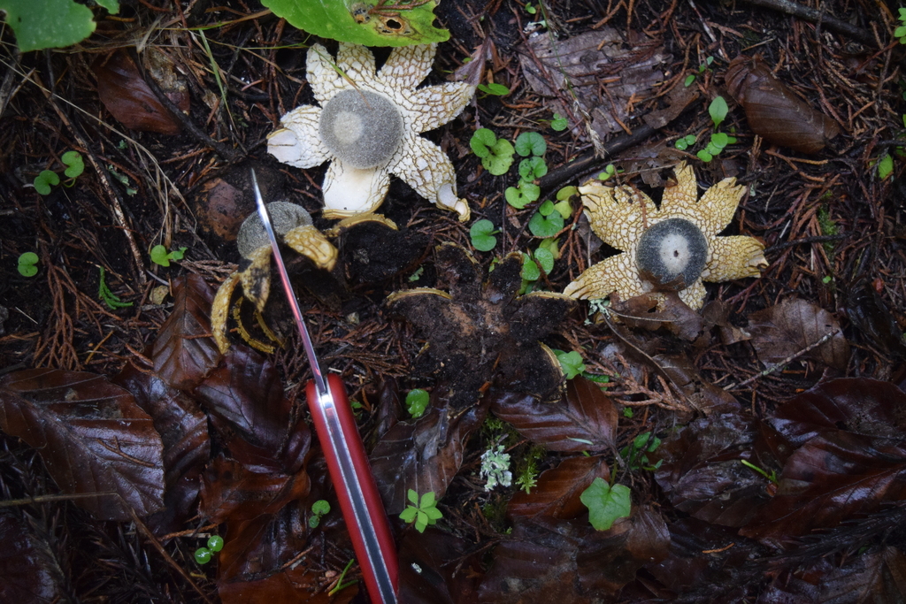 Astraeus pteridis