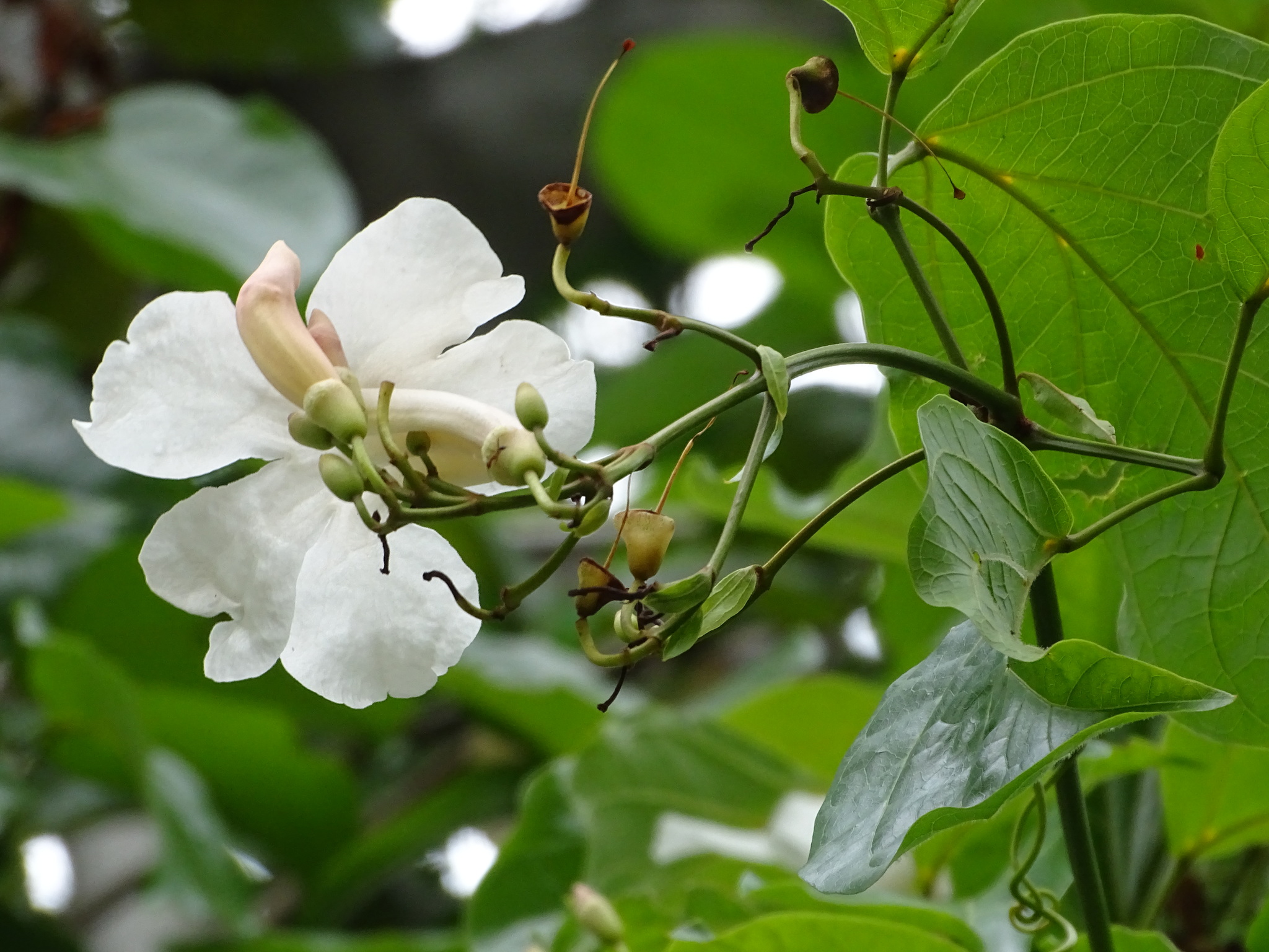 Imagem de Trombeta-chinesa