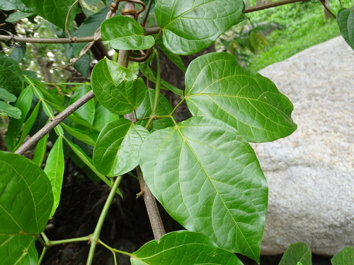 Image of Bignonia aequinoctialis by (c) Alexis López Hernández, some rights reserved (CC BY)
