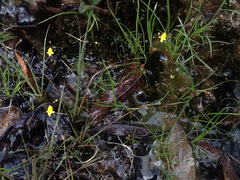 Utricularia pusilla