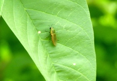 Agaeocera scintillans