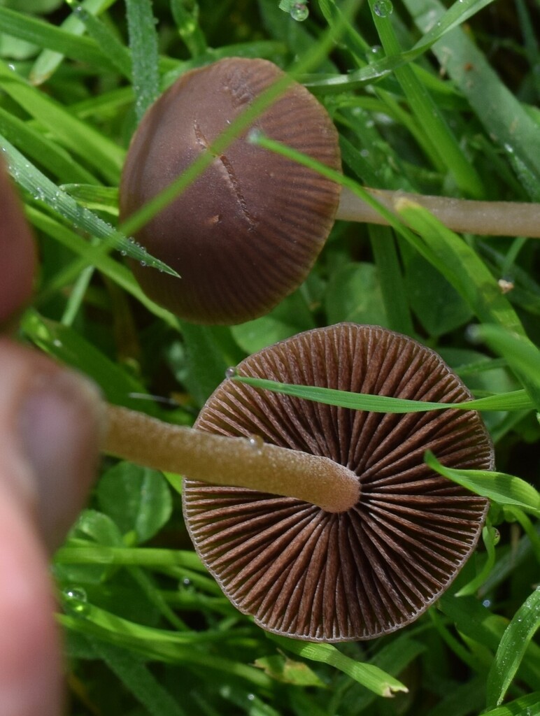 Panaeolus foenisecii · April 2025 · photo: © davidwhyte (iNaturalist, cc-by-sa)