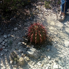Ferocactus recurvus recurvus