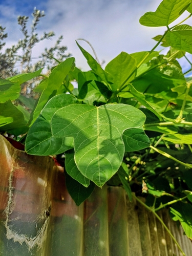 Pueraria montana iNat (1)