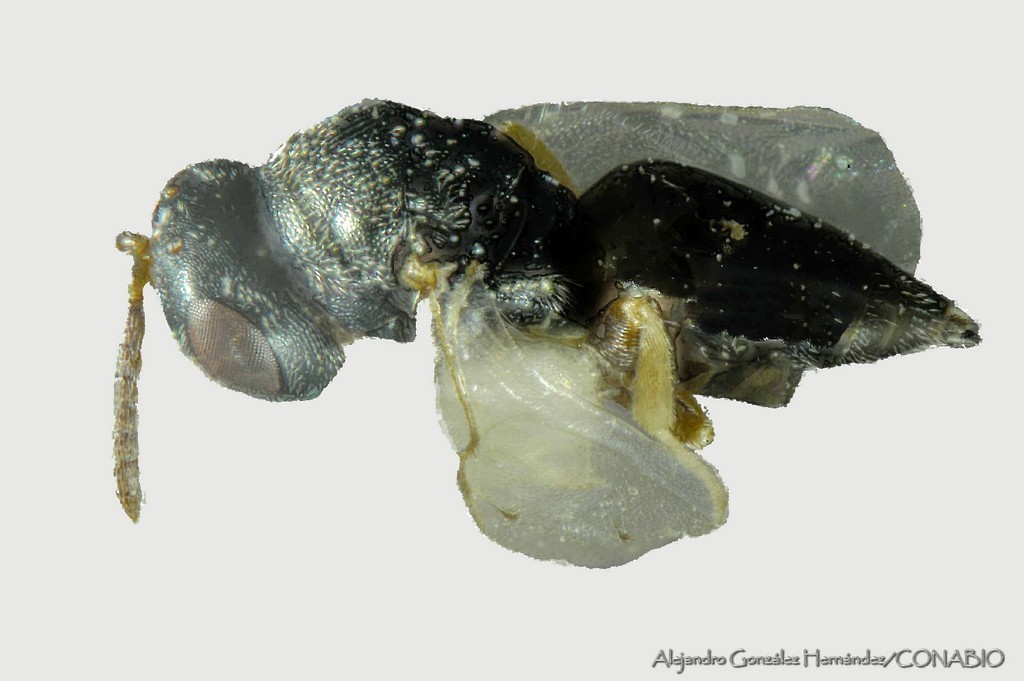 Anisopteromalus