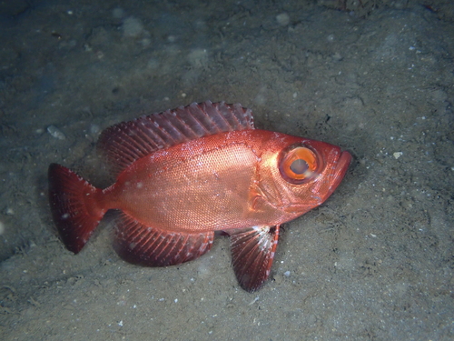 Bloch's Bigeye — seen at this dive site