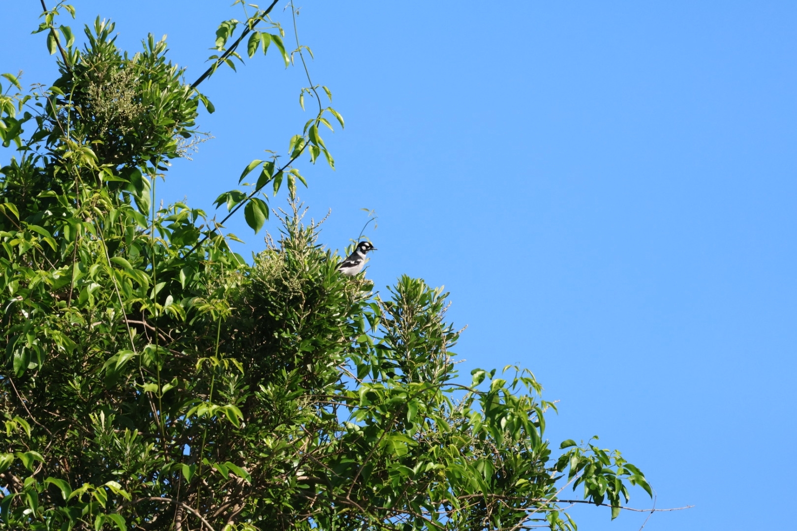 White-eared Monarch (Carterornis leucotis), photo 8