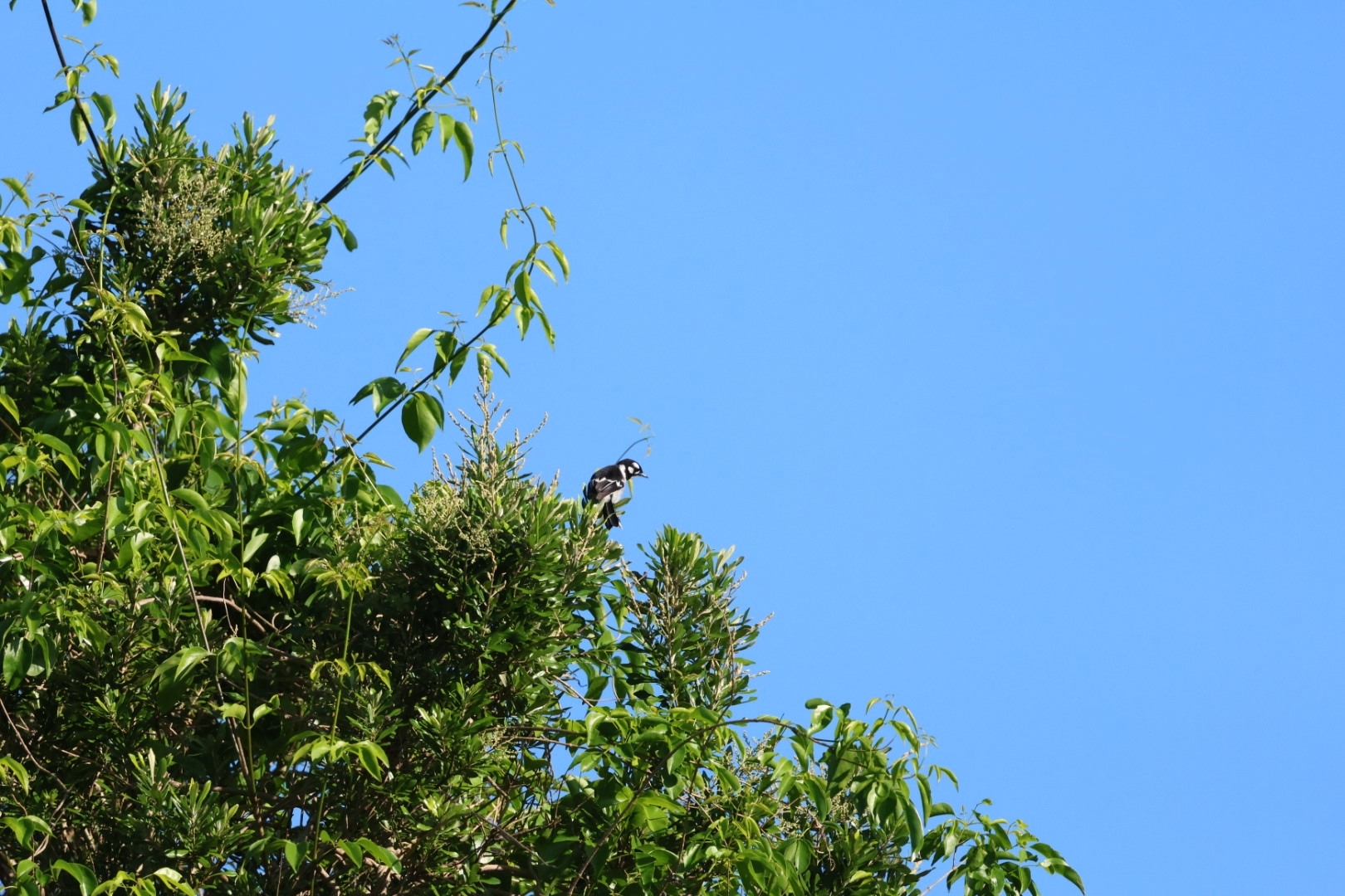 White-eared Monarch (Carterornis leucotis), photo 9