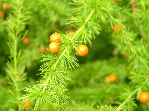 Asparagus flagellaris image