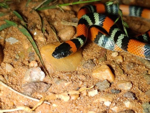 Brazilian False Coral Snake