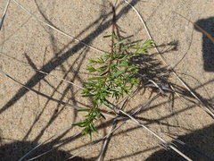 Lechea intermedia intermedia