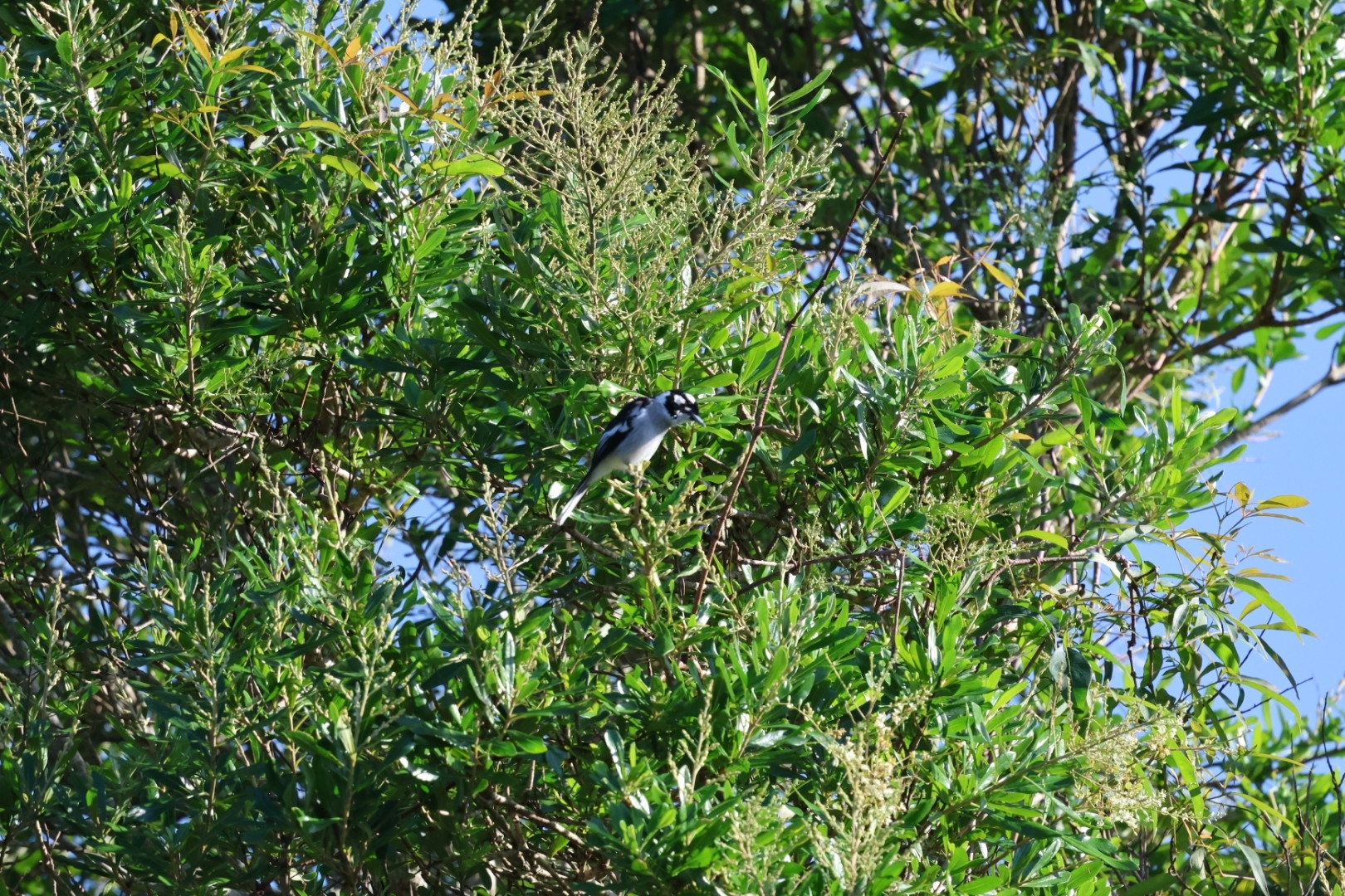 White-eared Monarch (Carterornis leucotis), photo 10